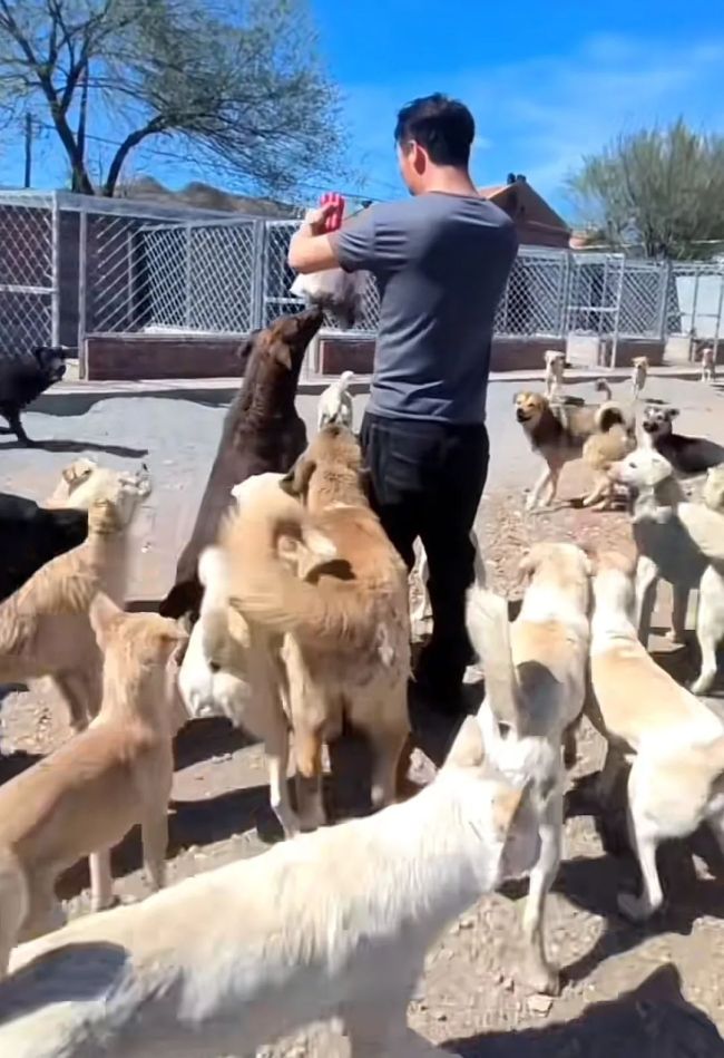 霸氣中國獵犬走紅全網(wǎng)：場硬控鬧事犬群過于霸氣被稱狗王