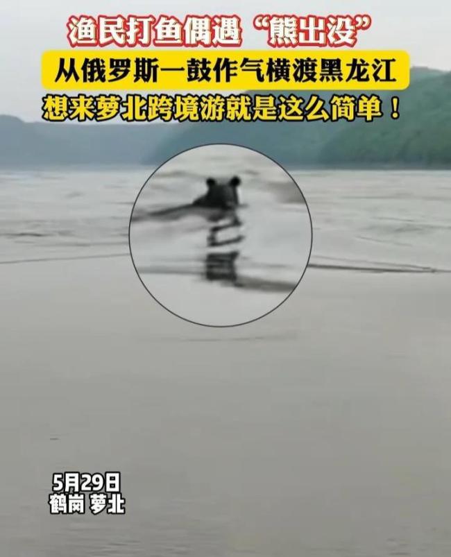 俄羅斯黑熊跨境游到中國境內(nèi) 村民被提醒注意安全