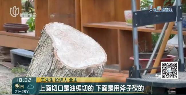 老人鋸斷20年香樟樹枝干：拿我怎樣 私自修剪引發(fā)爭議