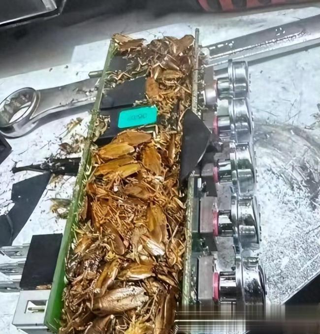 咖啡機(jī) 蟑螂