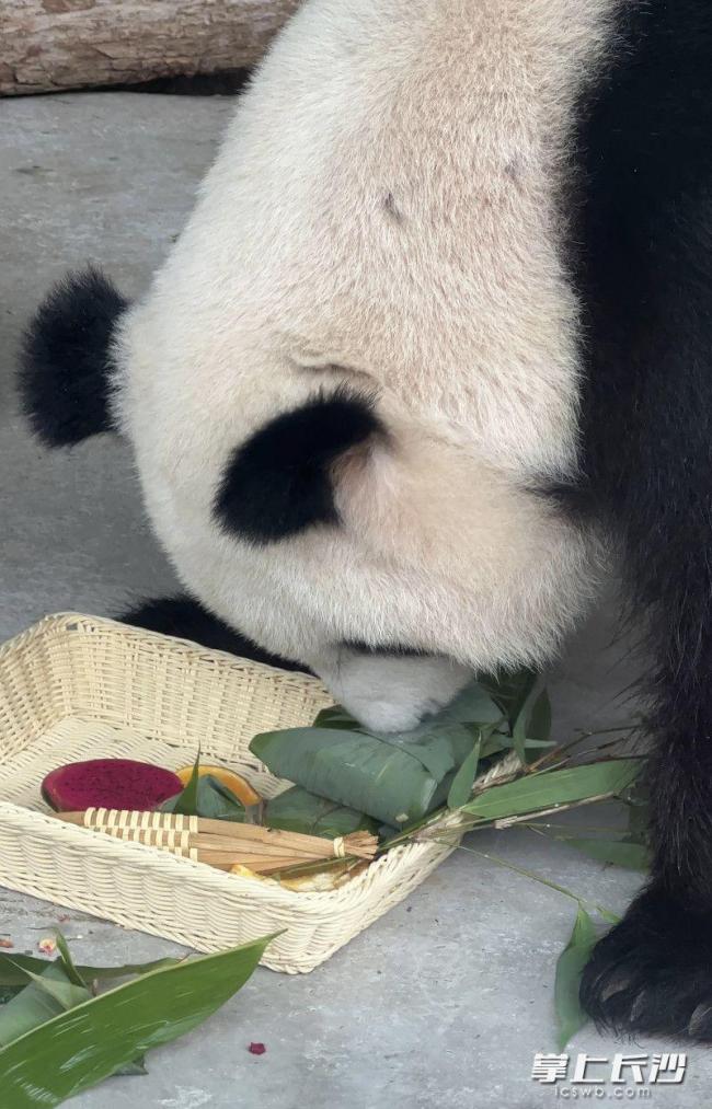 飼養(yǎng)員當(dāng)大廚 大熊貓吃上美味粽子 創(chuàng)意粽情溫暖國寶心