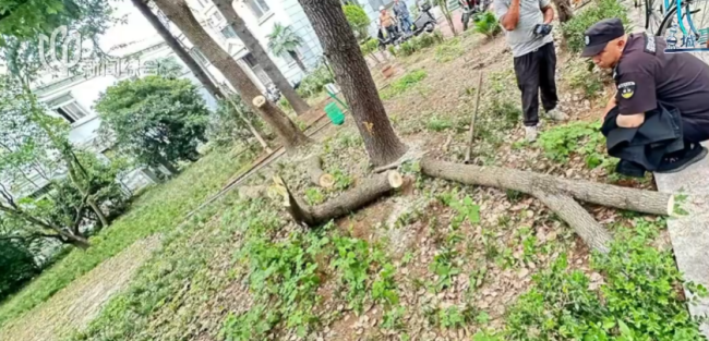8旬老人砍掉小區(qū)20年香樟樹 私自修剪引發(fā)爭(zhēng)議