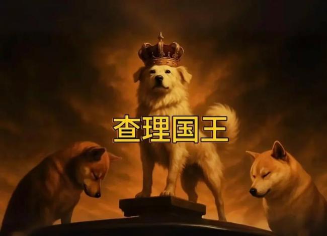 主人回應狗王“長毛”爆火 小狗成網(wǎng)紅引來百萬關注