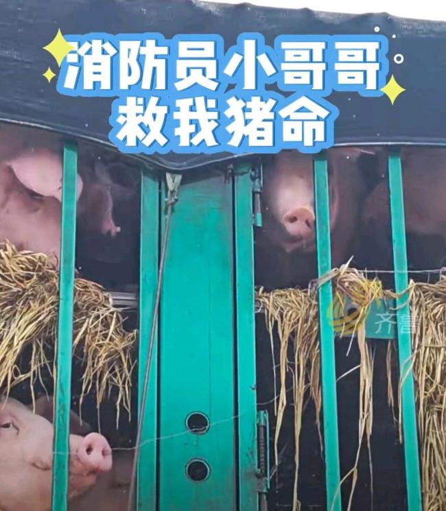 190頭豬高速中暑暈厥消防員澆水救援 高溫下的生命接力