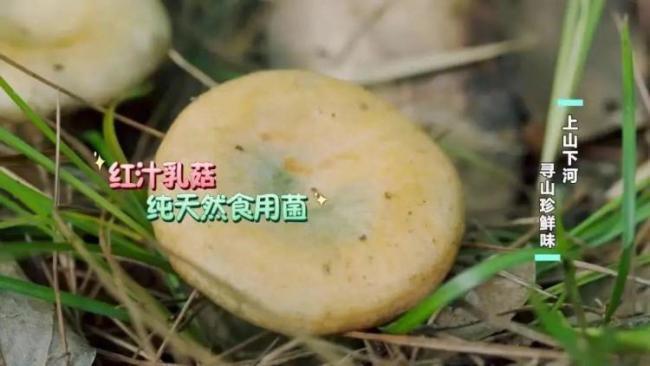 误食毒蘑菇可能致死 警惕野生蘑菇中毒