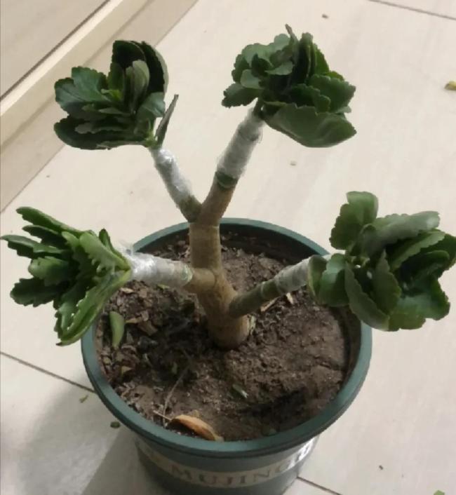 有创意！太原70岁老太太用玉树嫁接长寿花走红