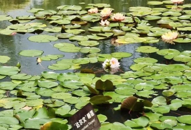 安徽首次發(fā)現(xiàn)并蒂睡蓮 罕見(jiàn)奇觀綻放