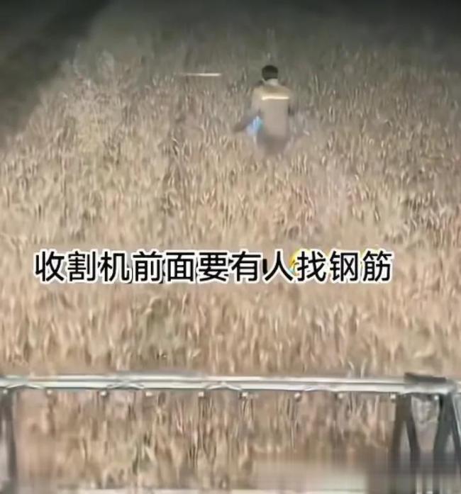女子在麥地里發(fā)現(xiàn)尖銳的鋼筋 收割機(jī)前的“排雷”任務(wù)