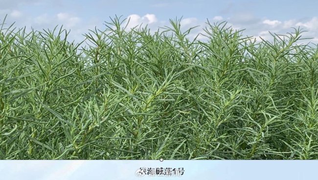陷入長達(dá)十余年的“搶地”風(fēng)波！男子6年間遭村民搶走1700畝鹽堿地 