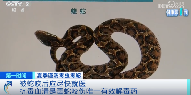 上海醫(yī)院接診蛇咬傷事件增多 如何辨別是否為毒蛇