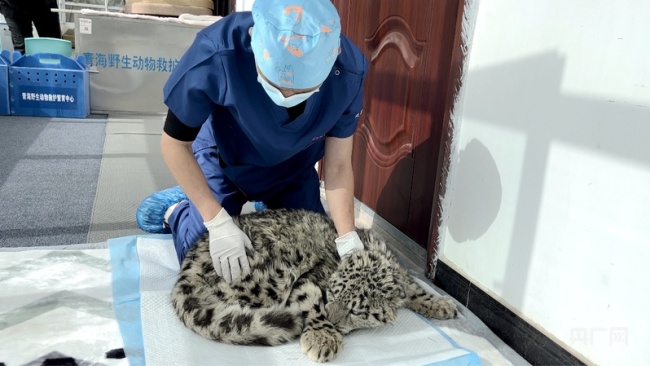 【牢記囑托·看見(jiàn)美好中國(guó)】讓高原生態(tài)永葆美麗底色