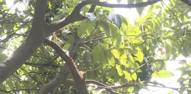广州街头绿化荔枝被人随意采摘 破坏绿化引关注