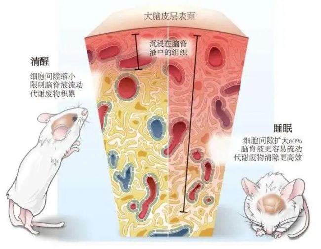 “脆皮人”自救指南，如何拯救你的免疫力？