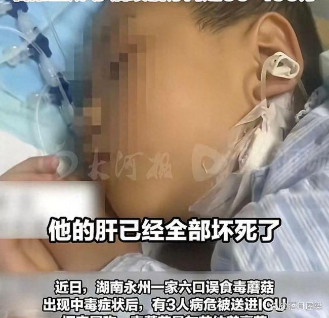 男童吃毒蘑菇去世 曾說爸爸別擔(dān)心我