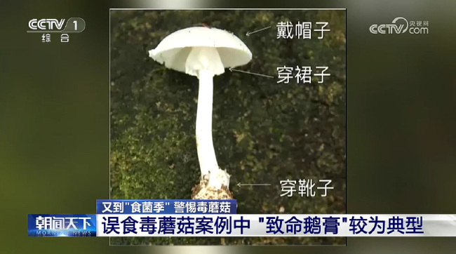 痛心,！誤食毒蘑菇一家六口中毒,，5歲男童不幸去世