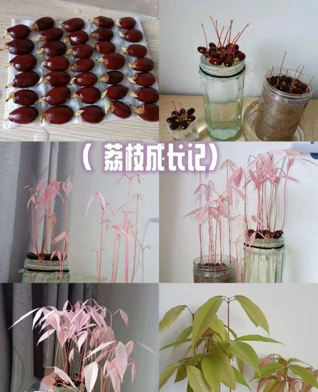 荔枝核秒变小盆栽 创意养花新潮流