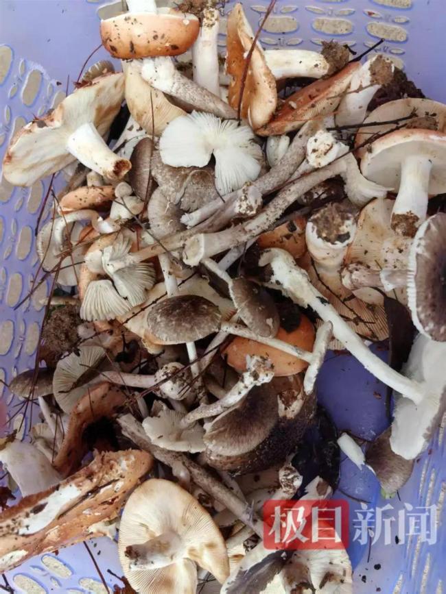男童誤食毒蘑菇去世 曾說爸爸別擔(dān)心我