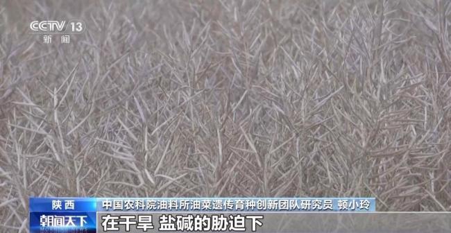 盐分降一半多 产量涨25% 看盐碱地如何变身“丰收田”