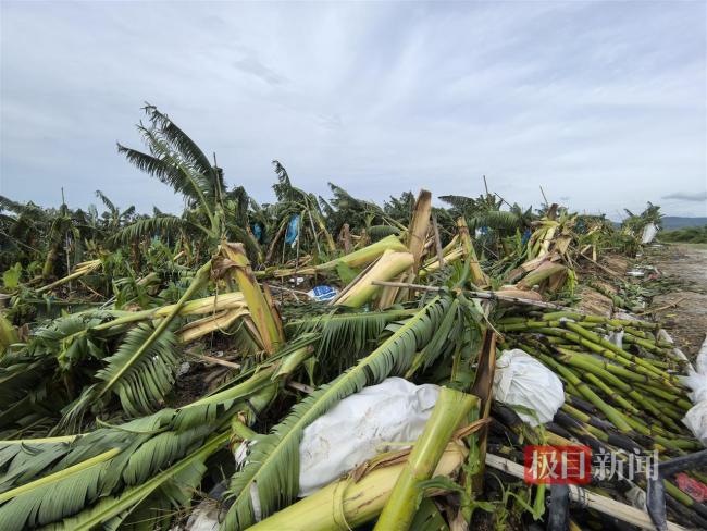 台风“蝴蝶”致海南香蕉种植户受损 果园损失惨重