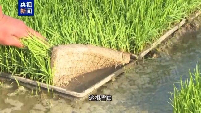 记者追踪安徽蚌埠秧苗成批死亡真相 沟渠水被污染