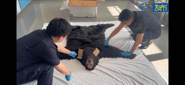 上海查获1张北美黑熊皮地毯 非法进口被拦截