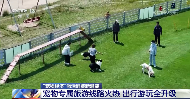 爱宠人士出行游玩全升级 开启“携宠出行”新体验