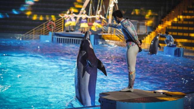 海洋公園月薪3萬招首席摸魚官