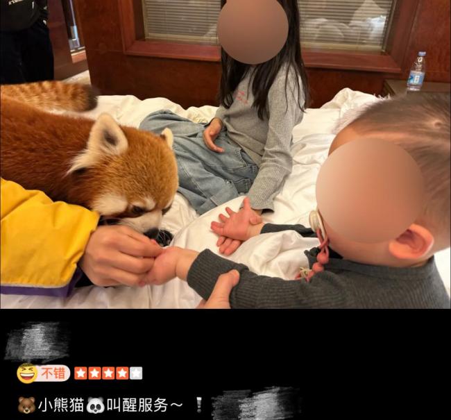 林業(yè)局為啥叫停小熊貓服務(wù)