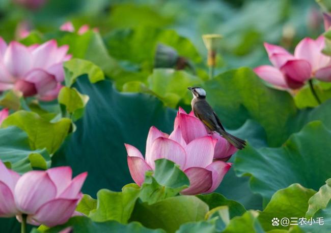 “过了夏至节，夫妻各自歇”啥意思？ 夏至习俗与养生之道