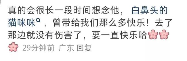 会拉车的网红猫“丧彪”中毒死亡 赵朔评论区留言：养猫好难