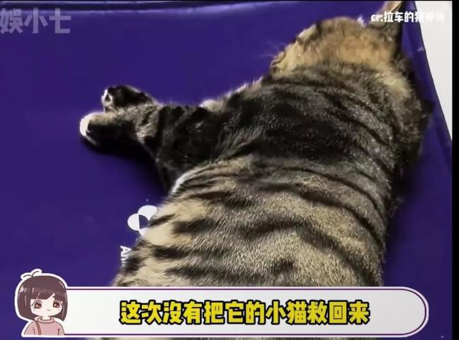會(huì)拉車(chē)的網(wǎng)紅貓“喪彪”中毒死亡 趙朔評(píng)論區(qū)留言：養(yǎng)貓好難