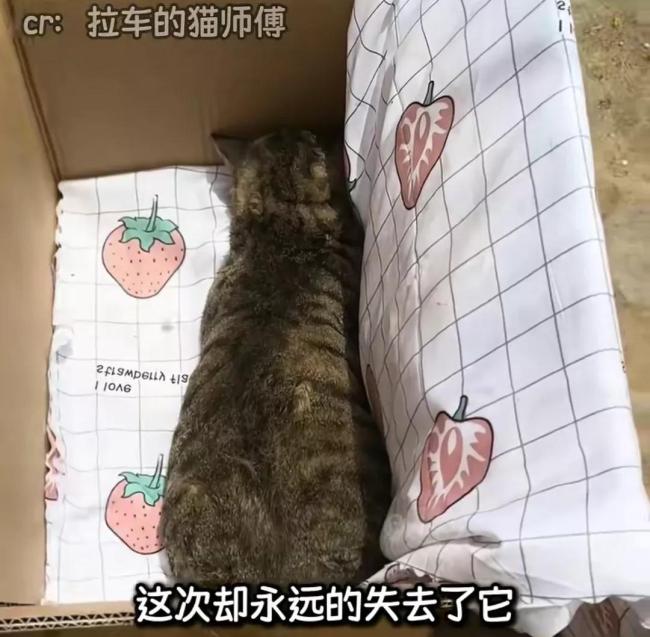 会拉车的网红猫“丧彪”中毒死亡 赵朔评论区留言：养猫好难