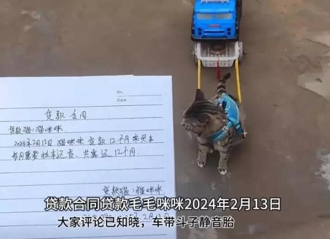 会拉车的网红猫“丧彪”中毒死亡 赵朔评论区留言：养猫好难