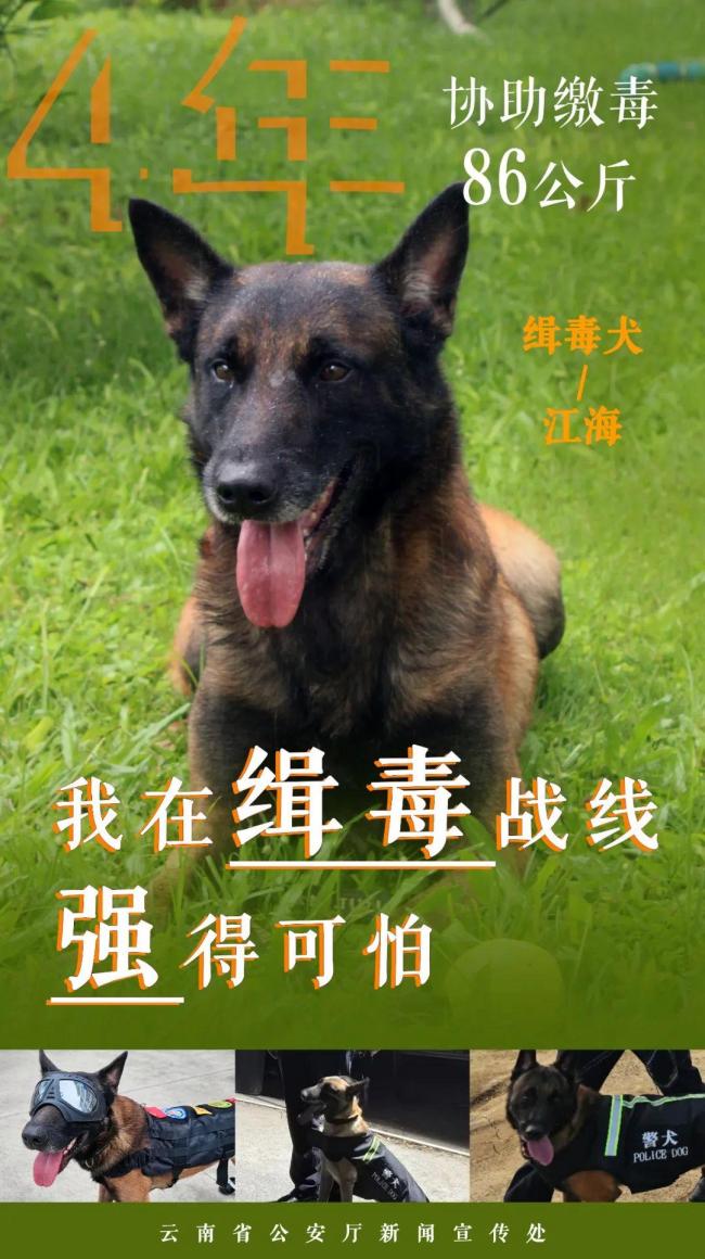 緝毒汪汪隊(duì)成績(jī)強(qiáng)得可怕 無(wú)言戰(zhàn)友功勛卓著
