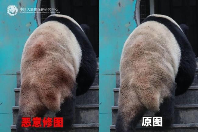 大熊猫背上有“血洞”？官方回应 泥巴染色引起误会