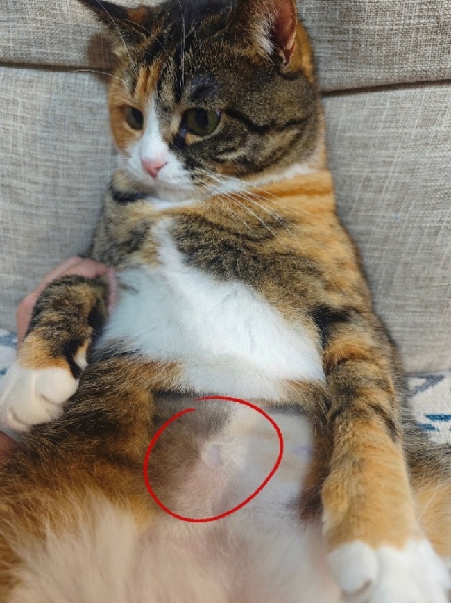 发现小猫也是有肚脐眼的！