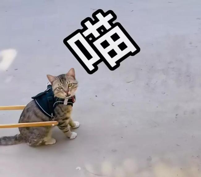 會(huì)拉車(chē)的網(wǎng)紅貓“喪彪”中毒死亡 趙朔評(píng)論區(qū)留言：養(yǎng)貓好難