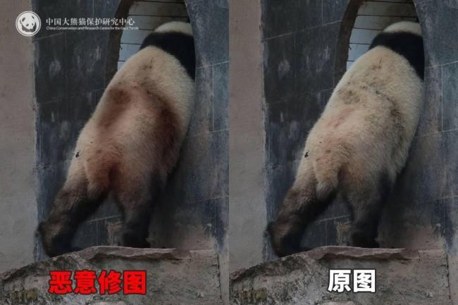 大熊猫背上有“血洞”？官方回应 泥巴染色引起误会
