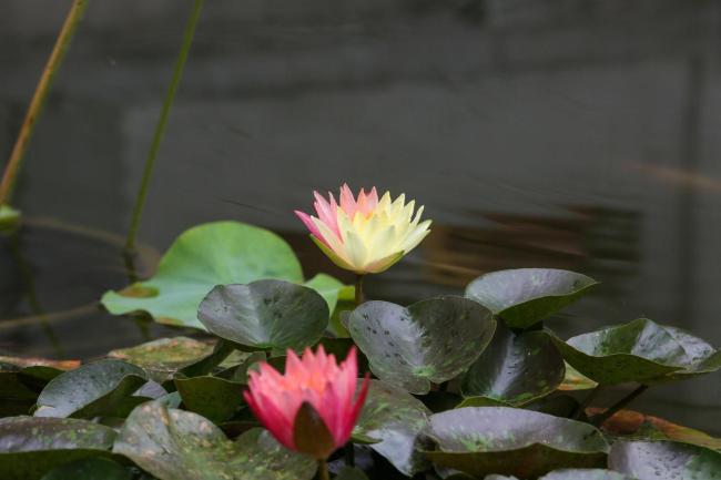 香山公園開出罕見雙色睡蓮 自然界的視覺盛宴