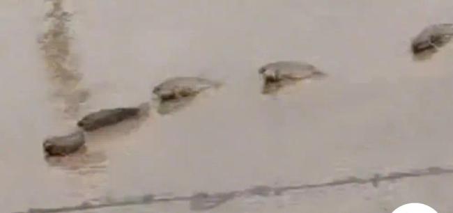 男子雨后骑车被鱼群挡路，只能小心翼翼绕行