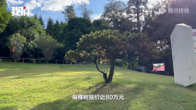 福建一公園多棵80萬“天價樹”死亡