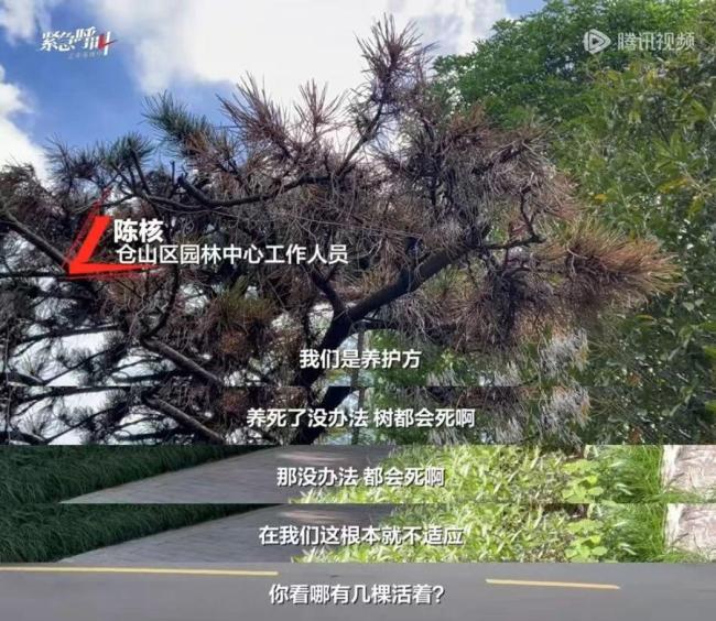 一公园被举报采购天价树 绿化项目引争议