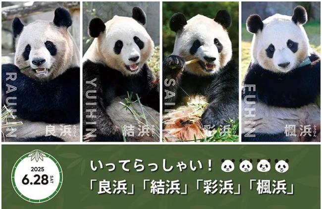 4只旅日大熊貓已平安抵達(dá)成都