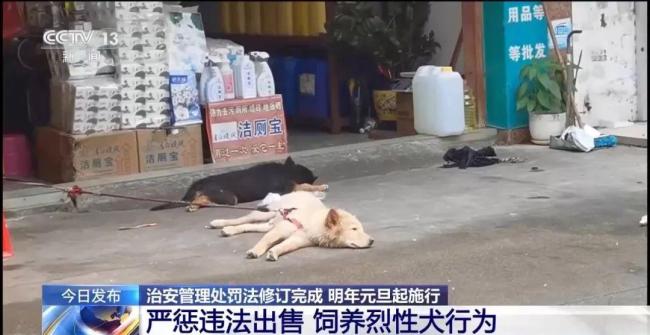 明年起寵物傷人可直接治安處罰