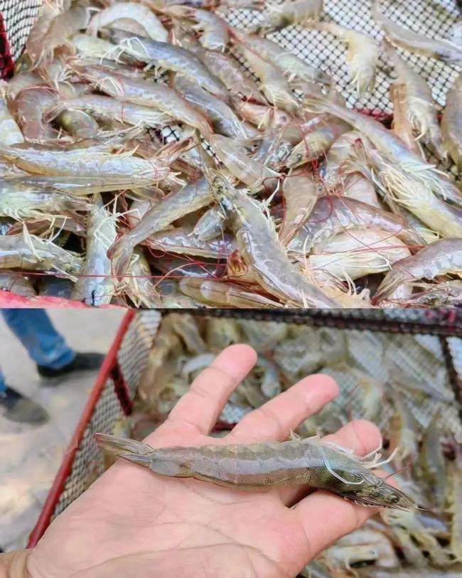 沙漠里也能养三文鱼龙虾了 盐碱地变“海”奇迹