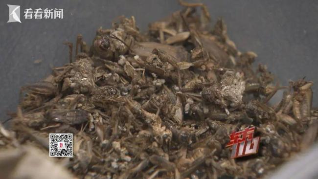 00后女子来沪两月消费全靠找茬赖账 奇葩“0元购”手段揭秘