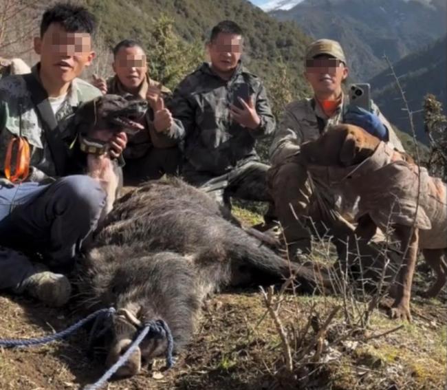 杀野猪让人流连忘返 猎人与狗的“战斗”直播
