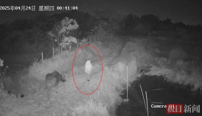 两头耕牛失窃七旬老人含泪报警 民警历时两月寻回