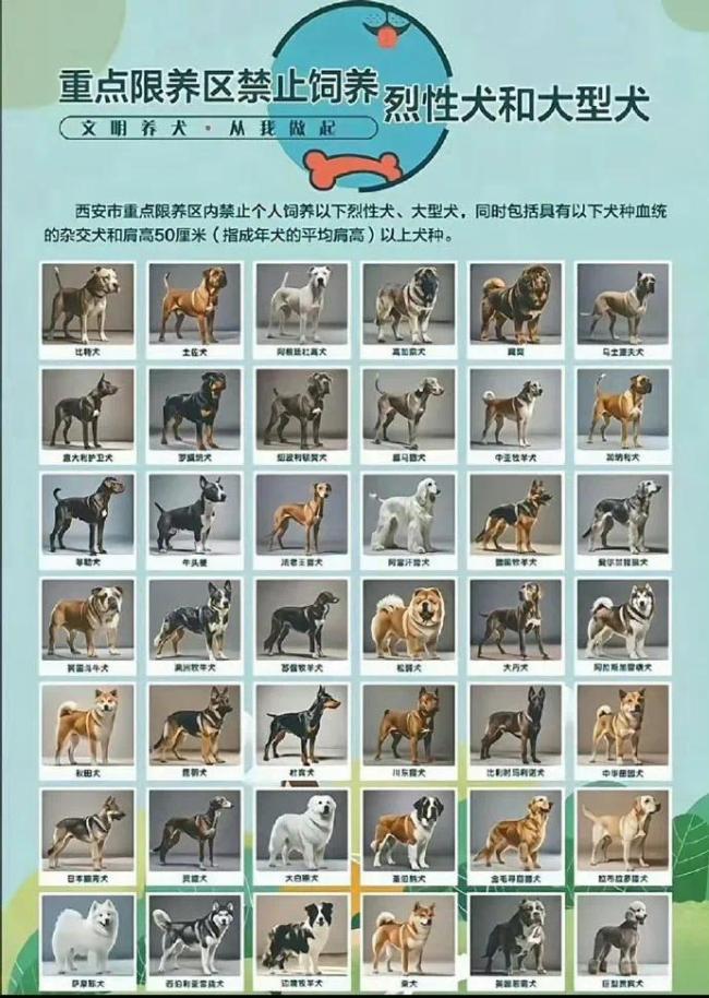 業(yè)內人士談解禁中華田園犬 多地逐步放寬管理