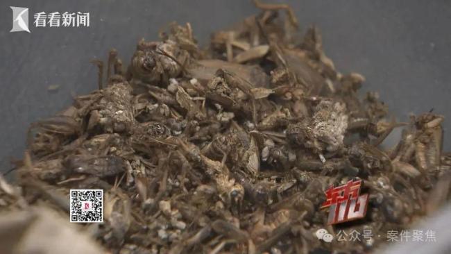 女子到沪所有花销全靠白嫖 “薅羊毛”高手落网